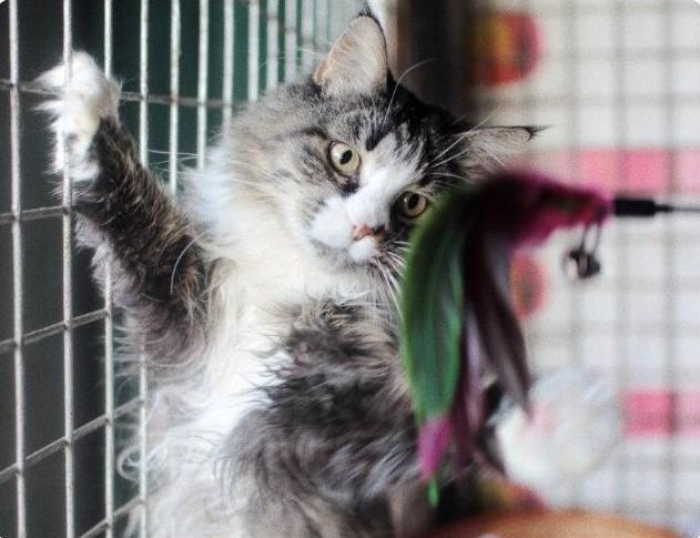 Источник: приют «Печатники»