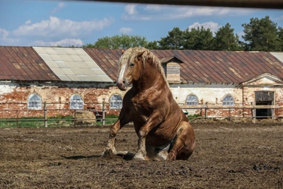 Ownership dispute threatens unique Nizhny Novgorod horses with slaughter