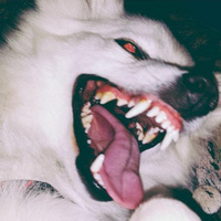 Аватарка saeri.tchan