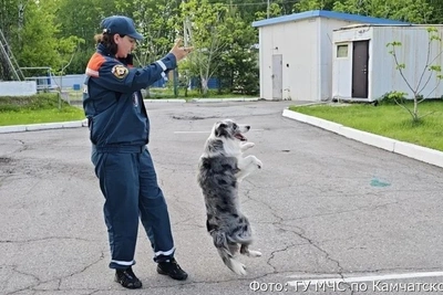 Камчатский дуэт кинолога и бордер-колли лучший на ДВ