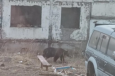 Медведь, появившийся утром на Итурупе, ушёл из села