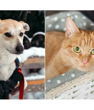 Котопёс недели: пес Коржик и кошка Дайкири