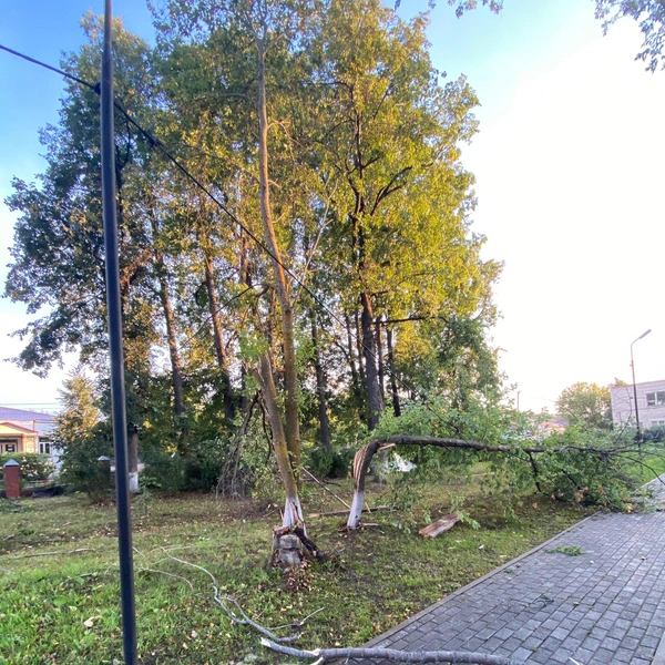 Тонкие ветки не выдерживали | Источник: Подслушано Cуксун / Vk.com