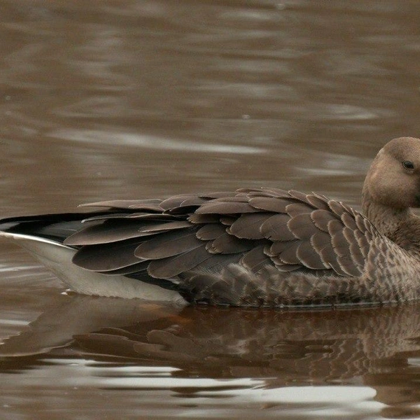 Источник: Павел Глазков / «Каждой твари по паре»