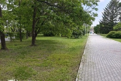 В Благовещенске за лето спилили 27 аварийных деревьев