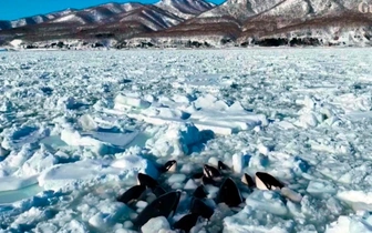 Что стало с косатками, которые застряли во льдах между Россией и Японией?