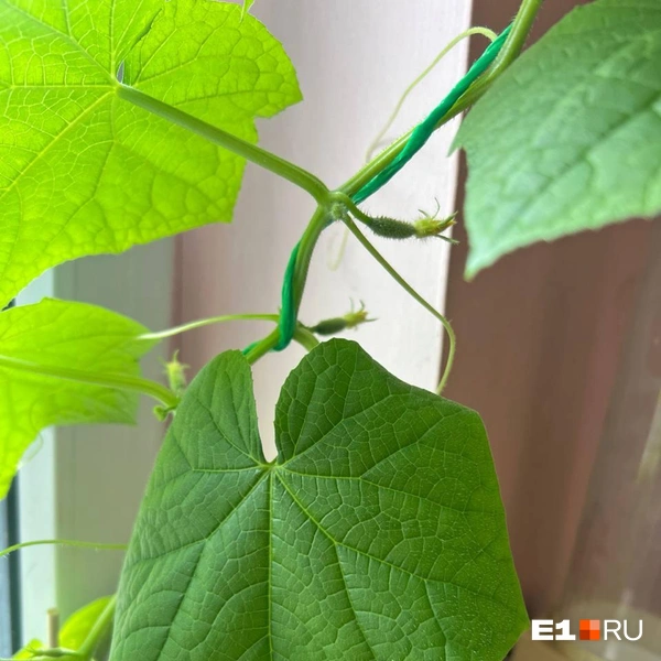 Уже завязались первые плоды | Источник: Елена, читательница E1.RU