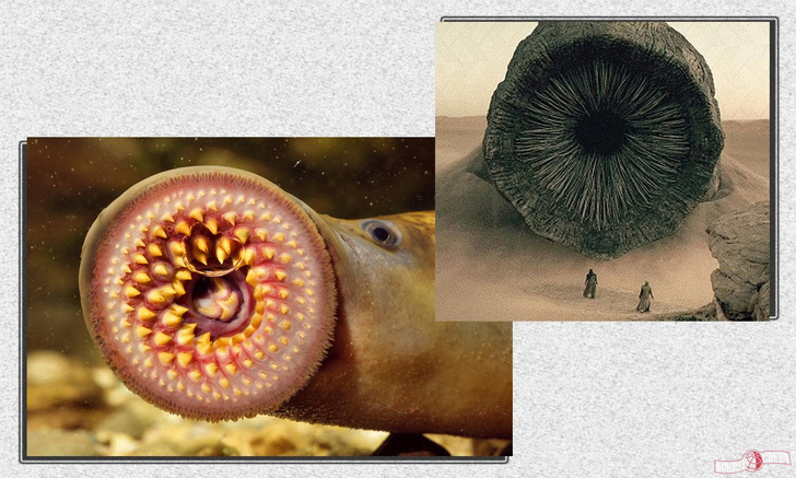 Зубастый червь из «Дюны» объявился в Англии: а вы знаете, что это за животное?