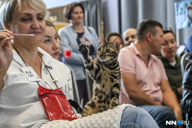 Кошкам лучше выбирать игрушки небольшого размера | Источник: Наталья Бурухина / NN.RU