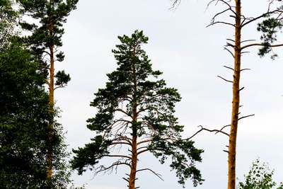 В Ростовской области возродят лесополосы для борьбы с опустыниванием