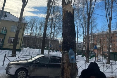 Директор в Новосибирске предстанет перед судом за падение дерева