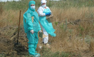 В Ростове два фермера заразились сибирской язвой