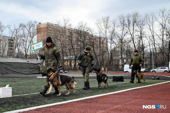 Кроме новосибирцев в соревнованиях приняли участие кинологи практически со всей Сибири | Источник: Ева Михалевская / NGS.RU