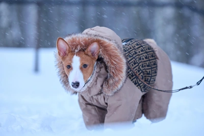 Ветклиники Мурманской области: график на мартовские праздники