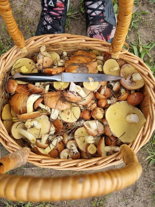 «Малыши!» — подписал фото автор из Новокуйбышевска | Источник: Грибы и Грибники Самарская область / Vk.com 