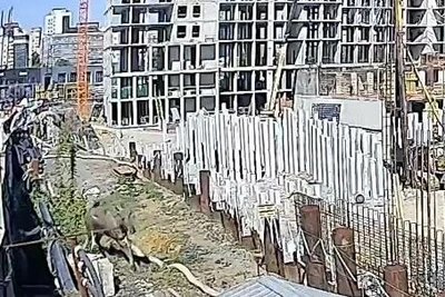 В Челябинске лосиха пришла на стройку (видео)