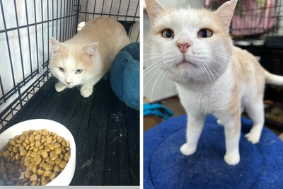 Кот Персик два месяца ждал хозяйку у квартиры в Перми