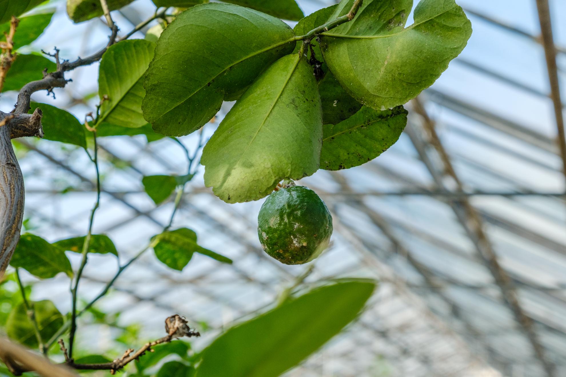 Для тех, у кого авитаминоз, нашли в Уфе место, где нет нехватки витамина «С»