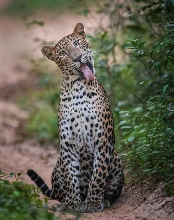 Источник: Ashane Marasinghe / The Nature Photography Contest 2023