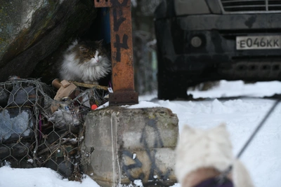 State Duma Urged to Probe Rostov Shelter Deaths