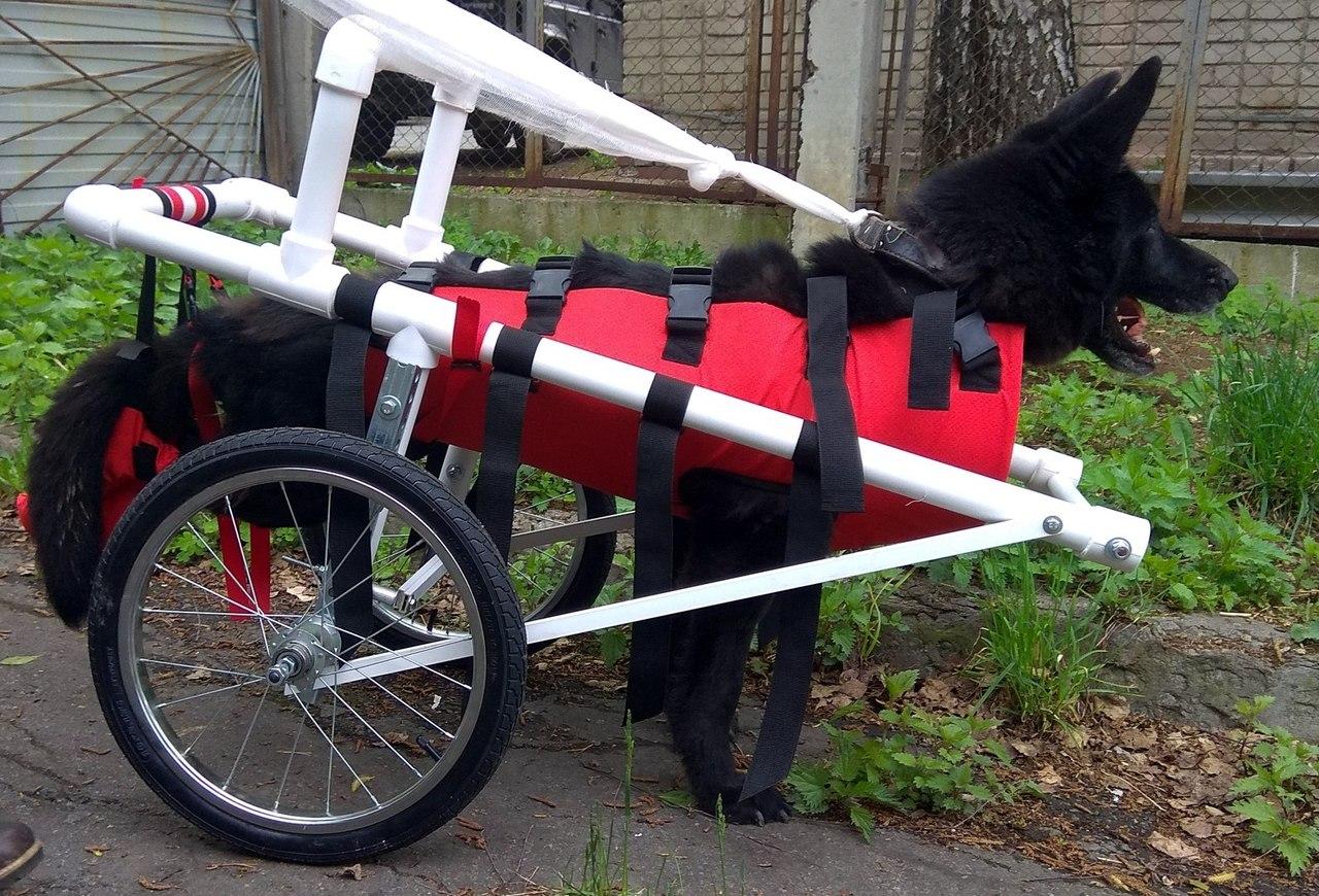 Гуляет в инвалидной коляске: как в Челябинске живет такса с парализованными лапами