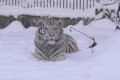 Зимняя прогулка белого тигра Кови в зоопарке