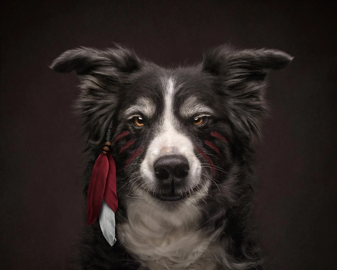 С этим малым шутки плохи | Источник: Callie Soden / International Pet Photography Awards 2026