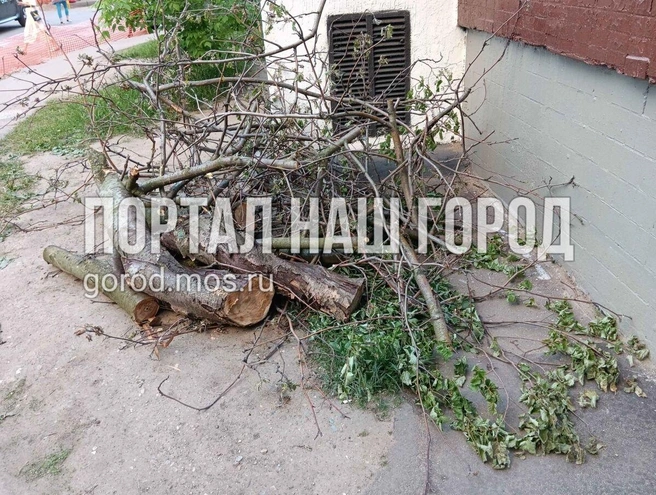 Срубленные ветки во дворе | Источник: gorod.mos.ru