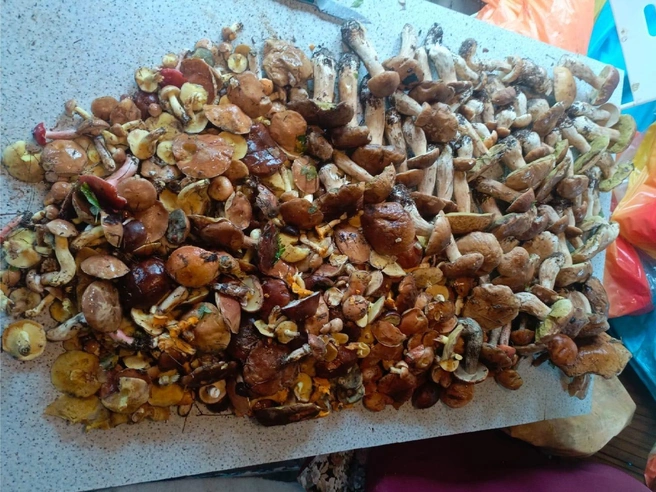 Источник: Дмитрий Нестеров / Грибы в Подмосковье 2025 / VK.com