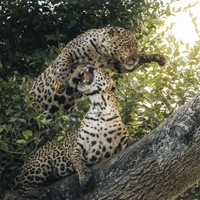 Лучшие фото дикой природы: оцените работы победителей престижного конкурса Wildlife Photographer of the Year 2026