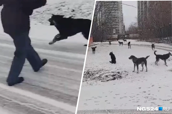 Стая поселилась здесь год назад и с недавнего времени начала нападать на людей | Источник: читатель NGS24.RU