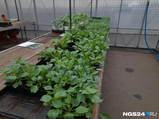 Прежде чем покупать, нужно понять как выбрать  | Источник: Татьяна Зарва / NGS24.RU