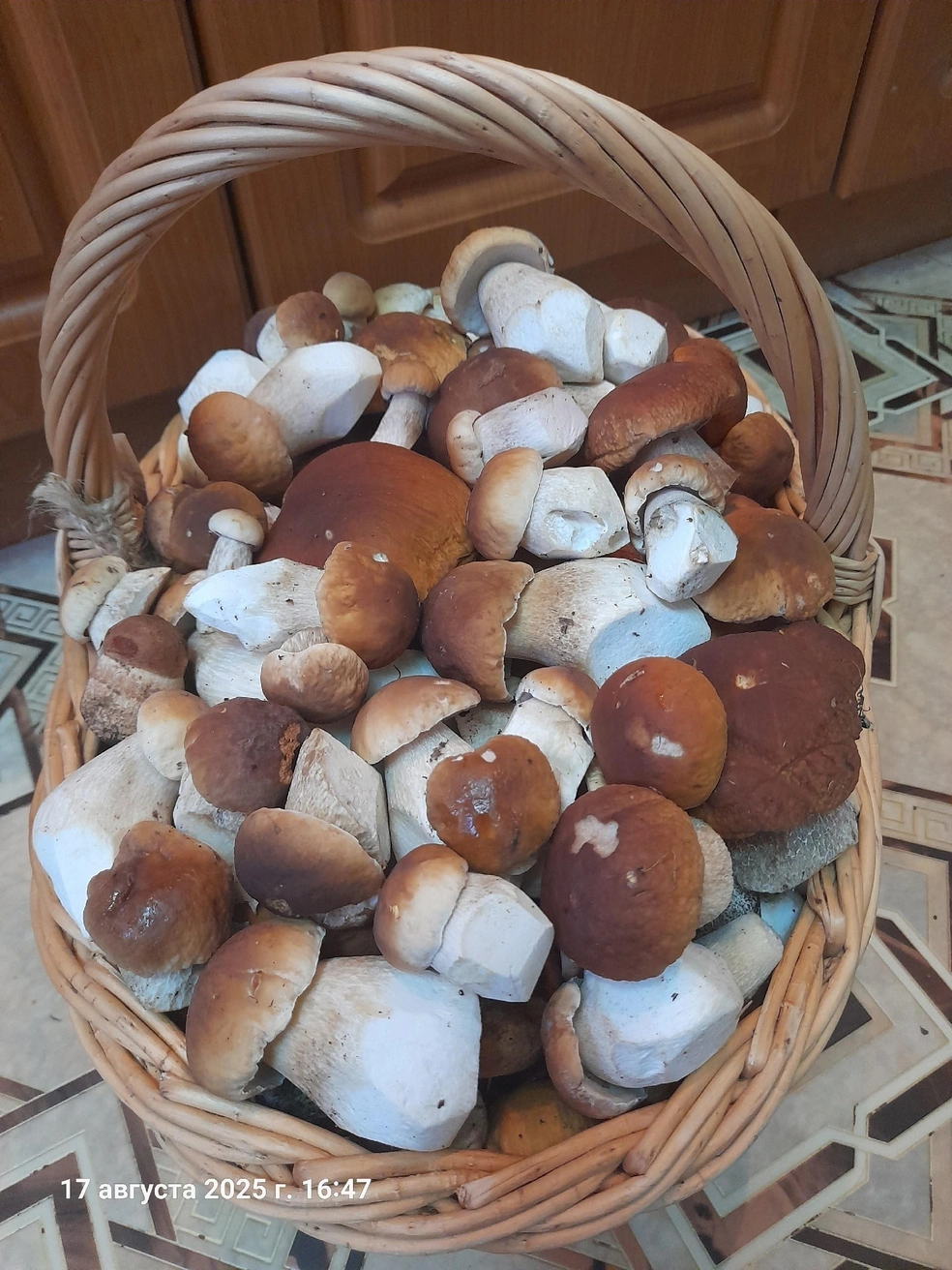 200 белых нашла за один поход Марина Лабзина в Большесельском районе | Источник: Грибы Ярославской области / Vk.com