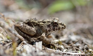 В России стало на одну лягушку больше — редкий вид обнаружили на границе с Китаем