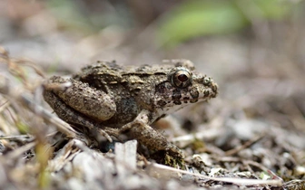 В России стало на одну лягушку больше — редкий вид обнаружили на границе с Китаем