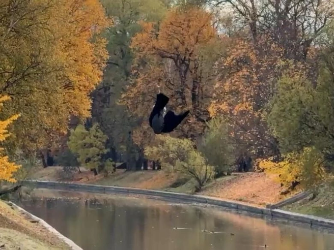 Живая ворона болтается на проводе вблизи «Черной речки». Прохожим до нее не дотянуться | Источник: «Фонтанка.ру»