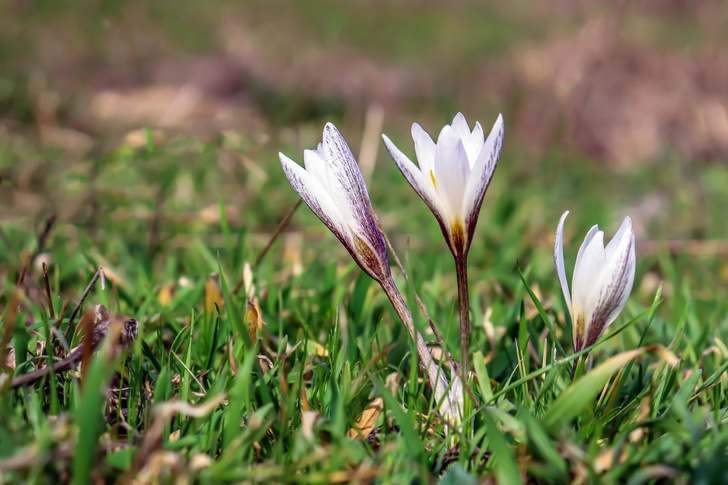 Ключи от лета: как первоцветы научились выживать и размножаться в суровых условиях ранней весны