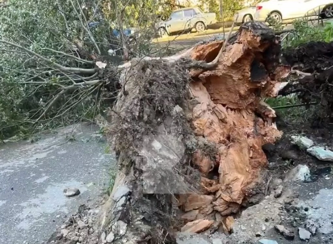 На Бутырках на припаркованные автомобили упало дерево | ya62.ru