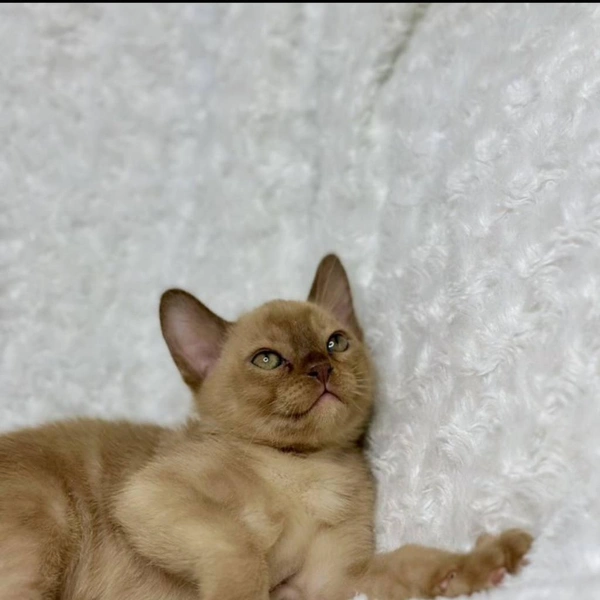 Источник: сайт бесплатных объявлений