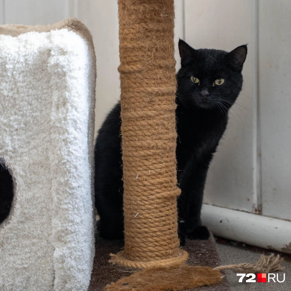 Источник: Илья Чикотин / 72.RU