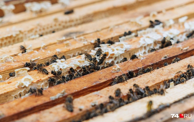 На Савватия Пчельника пчелы уходят в зимний покой, а люди загадывают желания и гадают по медовым снам | Источник: фото с сайта 74.RU