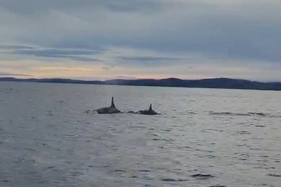 В Териберке сняли на видео четырех косаток