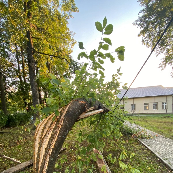 Деревья ломались и падали на провода | Источник: Подслушано Cуксун / Vk.com