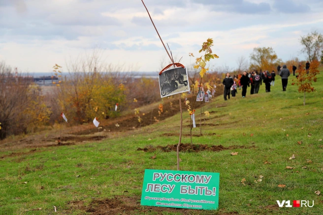 Ряды деревьев будут украшать подножие Мамаева кургана | Источник: Константин Завриков / V1.RU