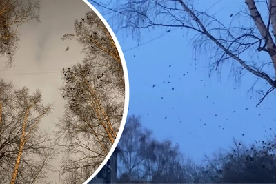 В Новосибирске стая птиц осадила двор у метро