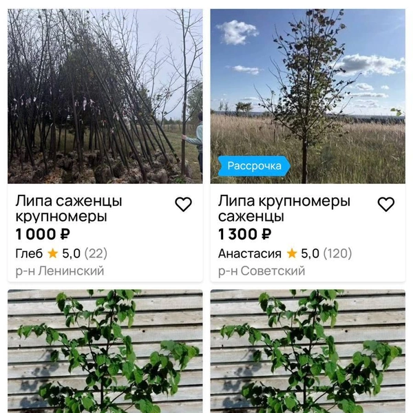 На популярном сайте объявлений мы нашли саженцы липы за 500 рублей | Источник: Сайт объявлений