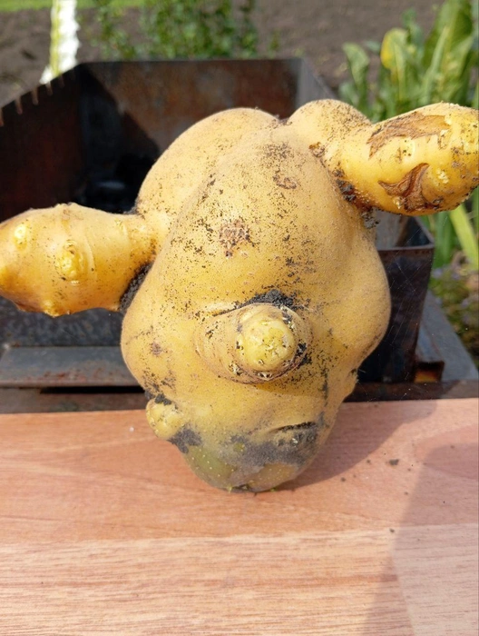 Такой картофель и есть жалко! | Источник: читатель 72.RU