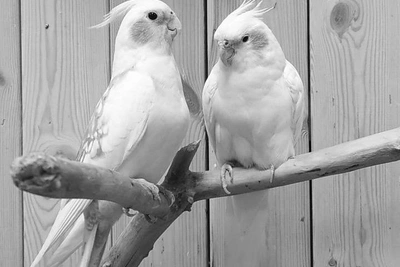 В зоопарке Кудрово погибли десятки попугаев от отравления