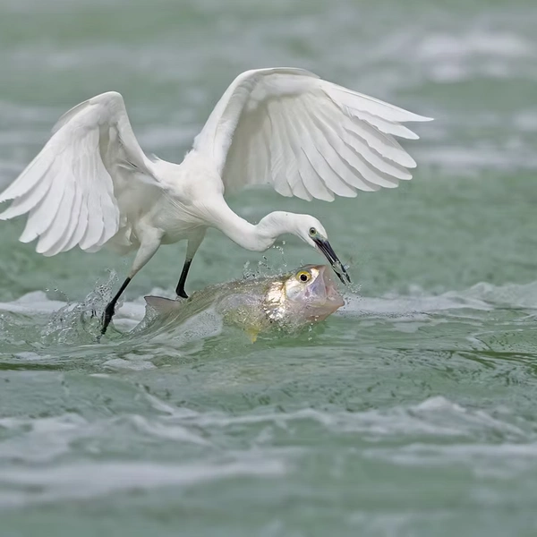 Источник: Barbara Case / The Artist Gallery Awards&nbsp;— Wildlife 2025