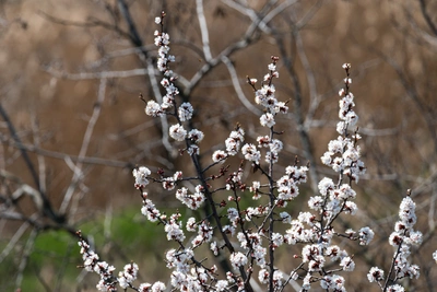 Пасхальная погода в Ростове: что ожидать